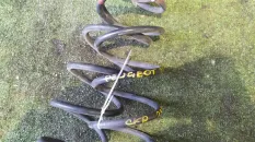 Пружина PEUGEOT 208 CC EB2, задняя