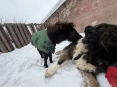 Мини лошадь 2 года