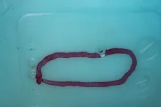 Бачок стеклоомывателя Jaguar XF I X250