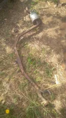 Банка глушителя средняя Honda Insight II 2009-2011 2009 1.3 I LDA