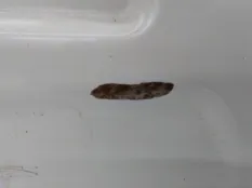 Дверь багажника Kia Carnival