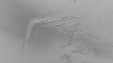 Бампер Kia Mohave