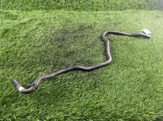 Патрубок охлаждения Opel Astra