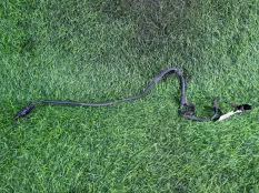 Датчик ABS Hyundai Sonata